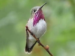 Calliope Hummingbird in Montana