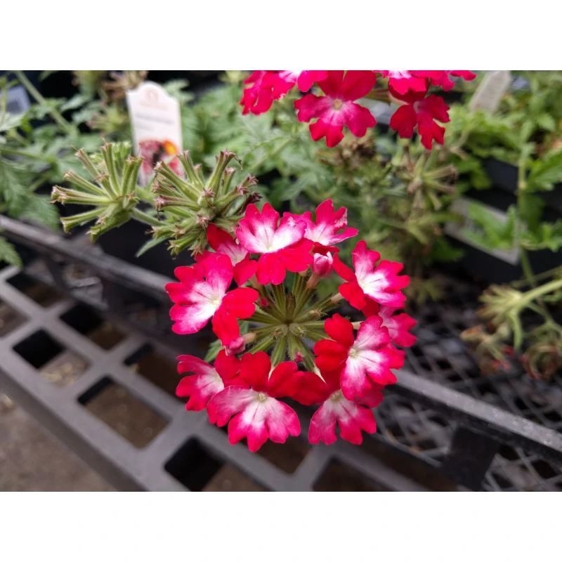 Verbena flowers, pink and white, at owenhouse ace in bozeman montana