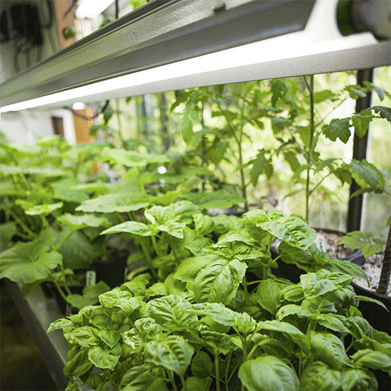 hydroponic growth plants garden hydroponic growth plants garden