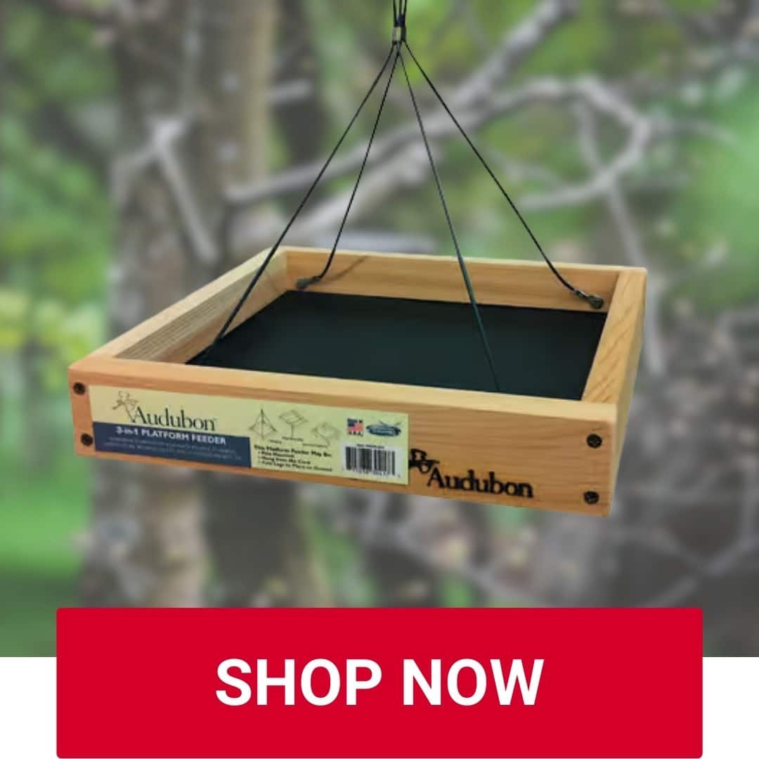 Platform Feeder for Birds at Owenhouse Ace Hardware