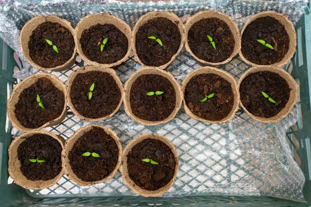 Bell Peppers Seedlings in Small Pots
