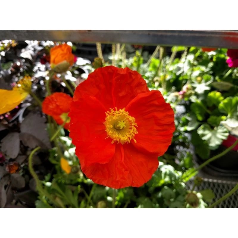 California Poppy plant with beautiful vibrant red colors at owenhouse ace