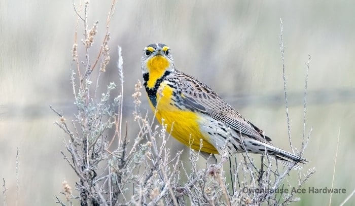Western Meadowlark Bozeman Montana