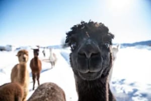 black alpaca from the alpacas of montana family