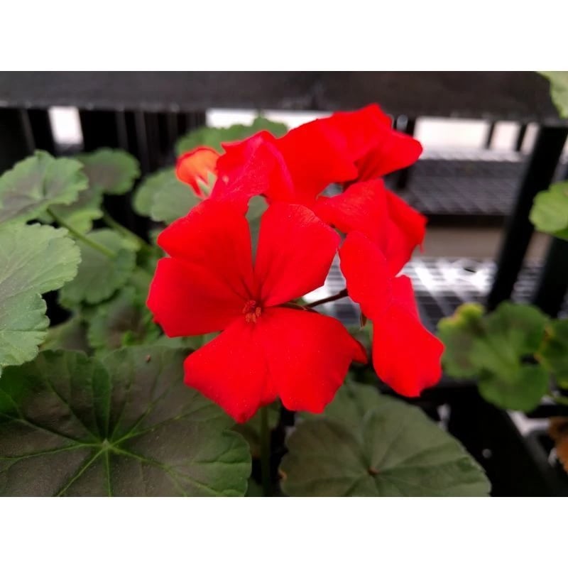 Bright red Geranium flower starts at owenhouse ace in bozeman montana