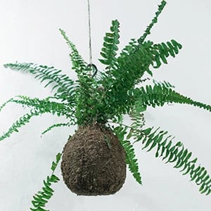 Caring for a hanging fern plant in a brown hanging vase