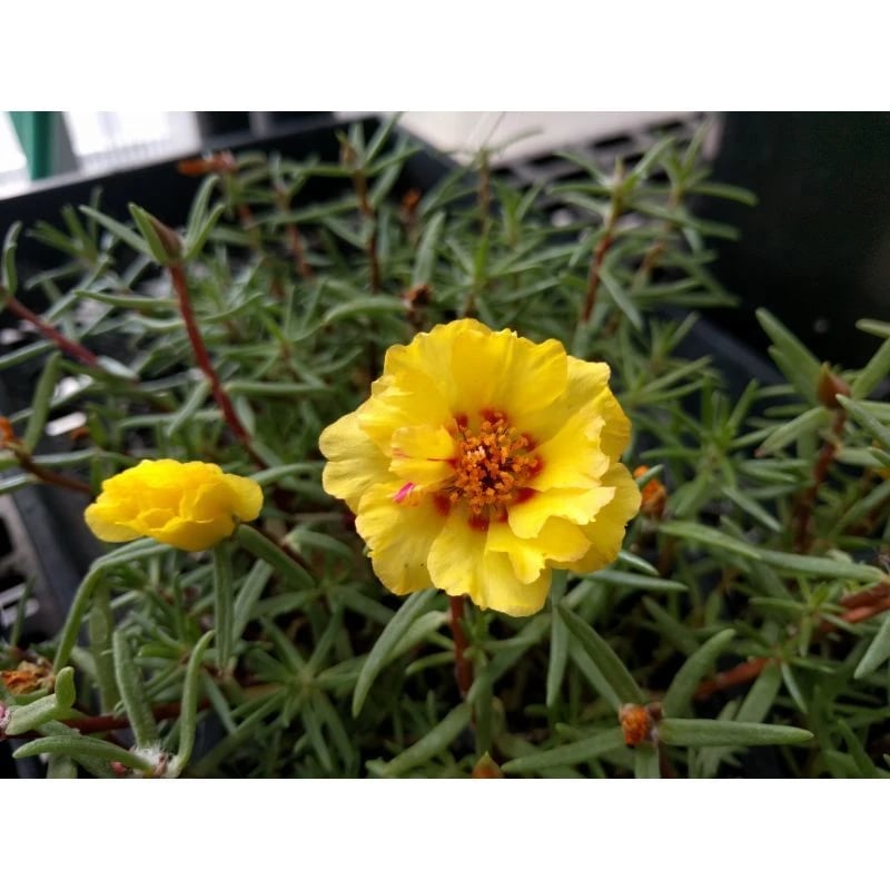 Portulaca Flower with neat green leaves that look like succulents at owenhouse ace
