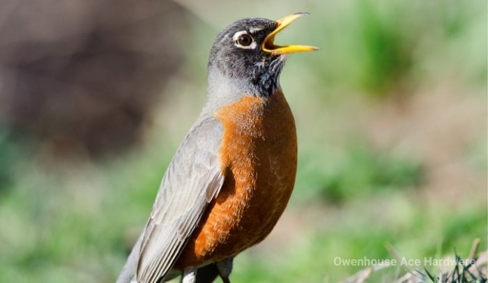 American Robin Bozeman Montana