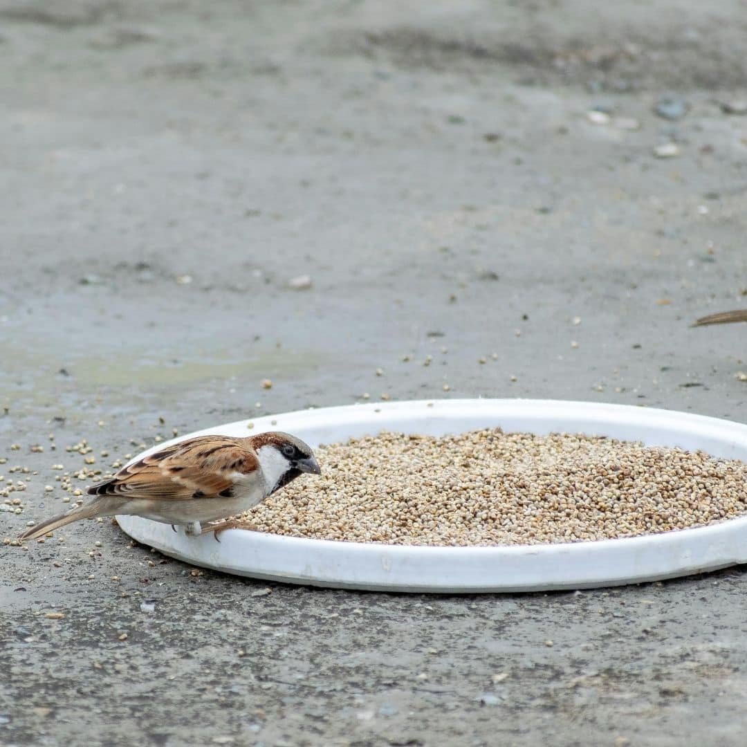 Ground level feeding tray Ground Level Feeding Tray For Birds