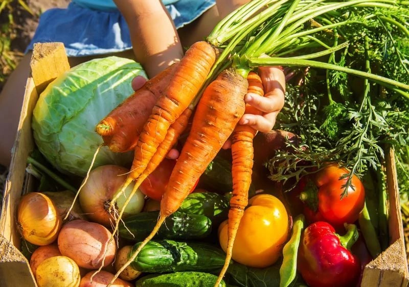Beautiful colorful vegetables from the garden Beautiful colorful vegetables from the garden