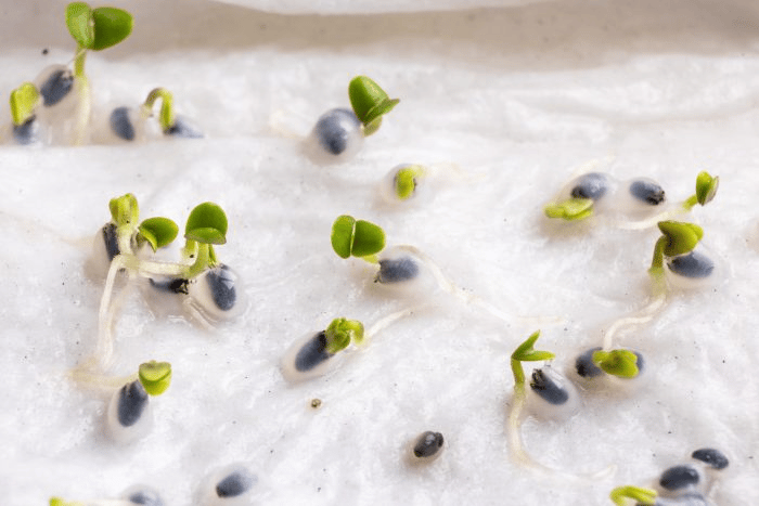 Basil seeds beginning to sprout