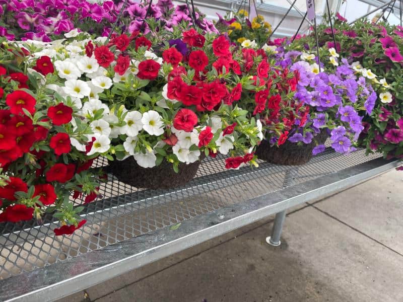 Owenhouse Flowers for Sale