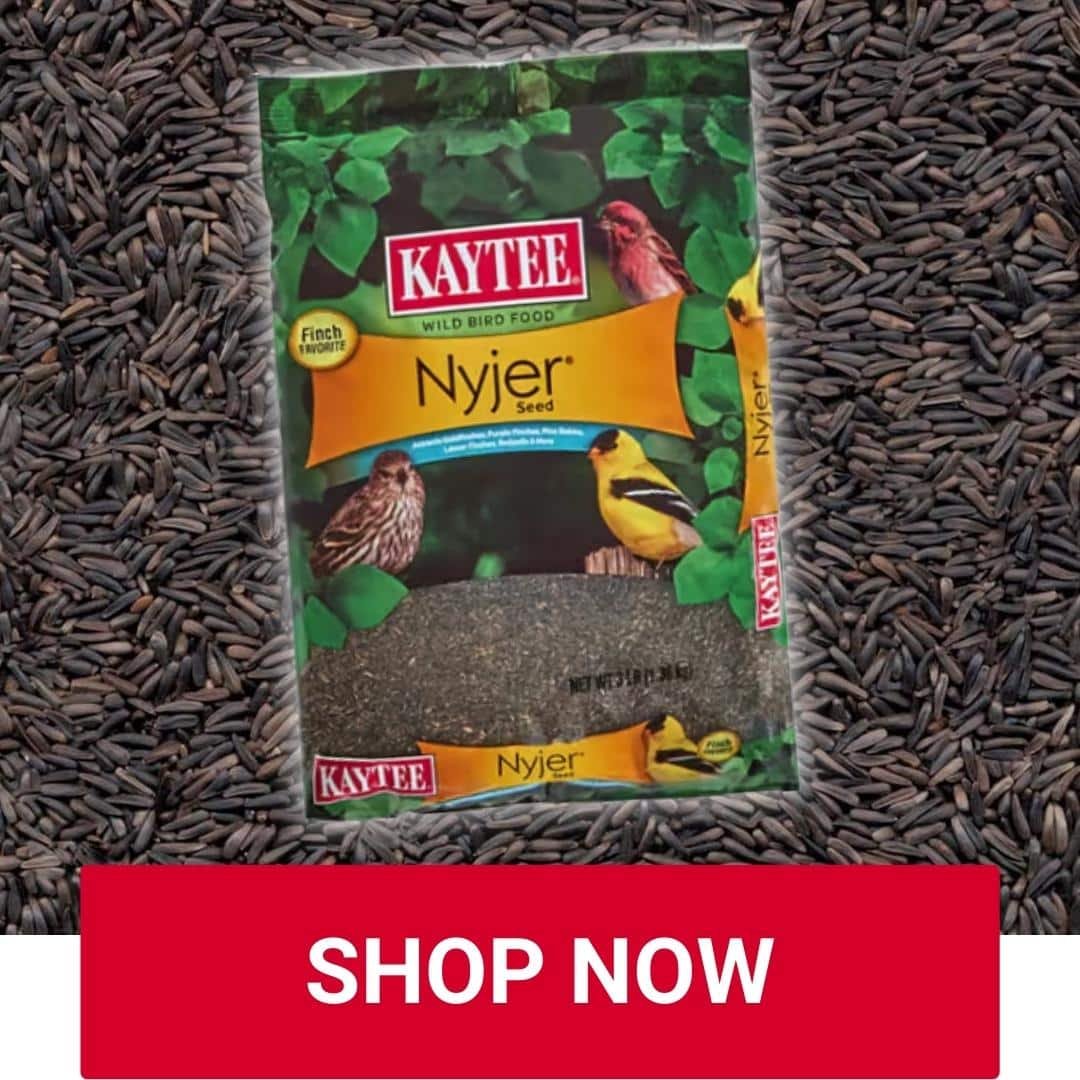 Nyjer Seeds at Owenhouse Ace Hardware