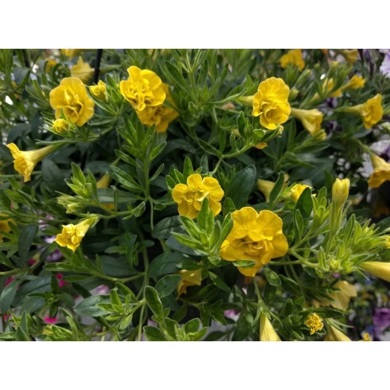 Daffodil flower starts, yellow, at owenhouse ace, bozeman montana