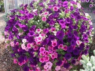 Wagner-Hanging-Basket