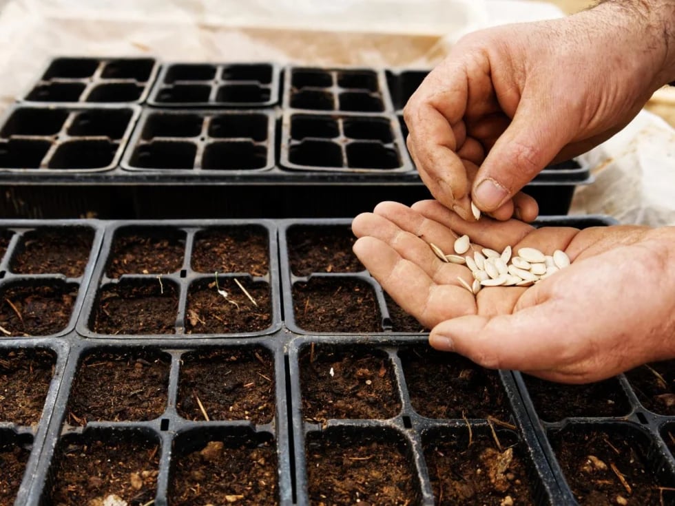 closeup of a farmers hand while sowing zucchini