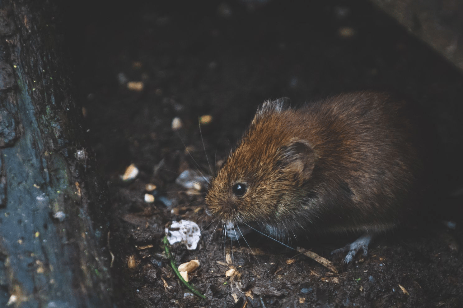Vole