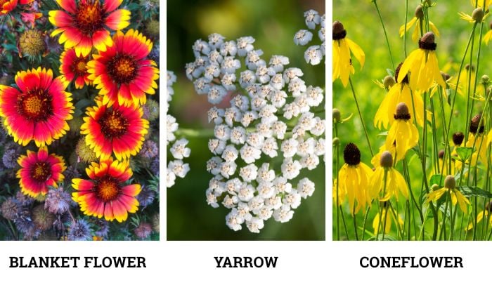Choosing the Right Native Plants for Your Yard in Montana blanket flower, yarrow, coneflower collage