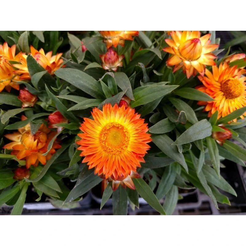 Straw flower plant at Owenhouse ace in bozeman