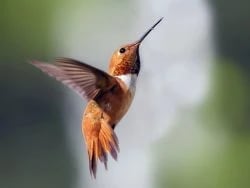 Rufous Hummingbird in Bozeman