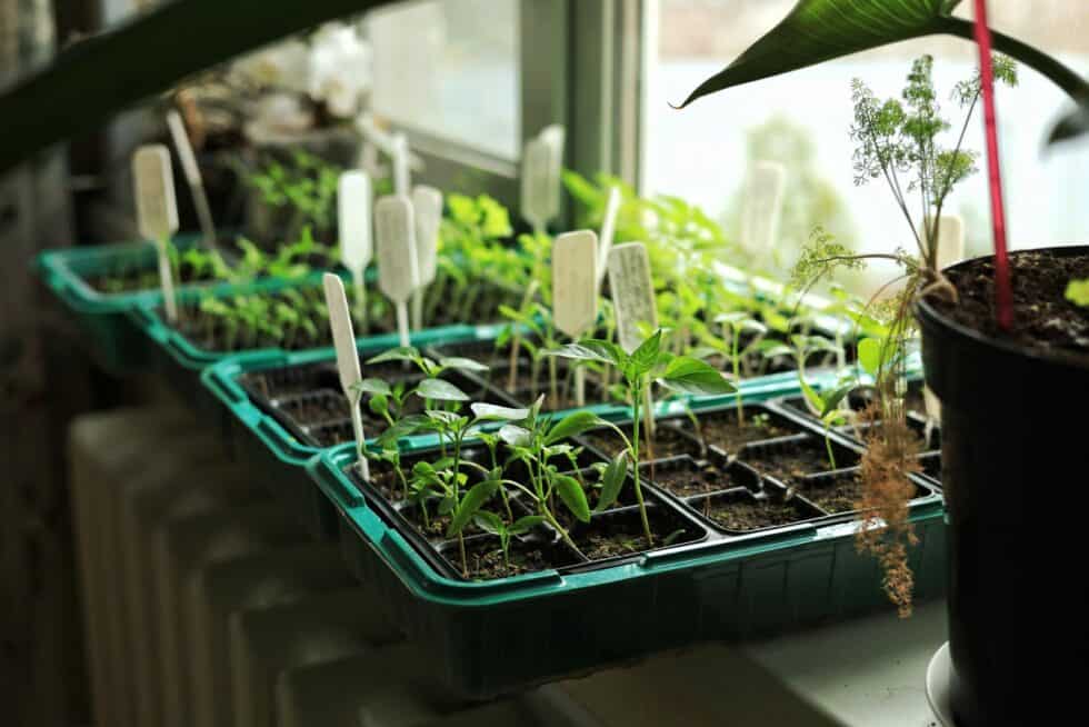 Seed Starting: A Beginner’s Guide to Montana Indoor Gardening