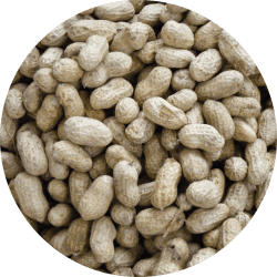 Seed-Circle-Peanuts