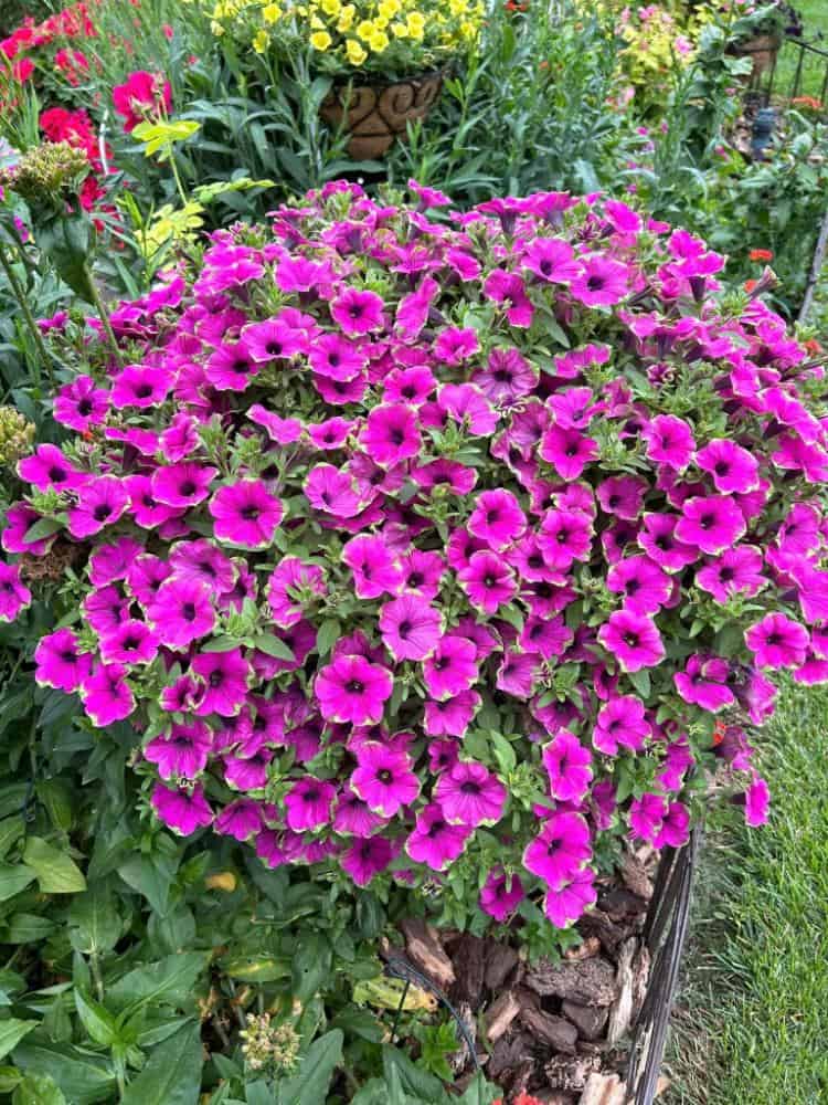 Pink Flowers Growing at Owenhouse