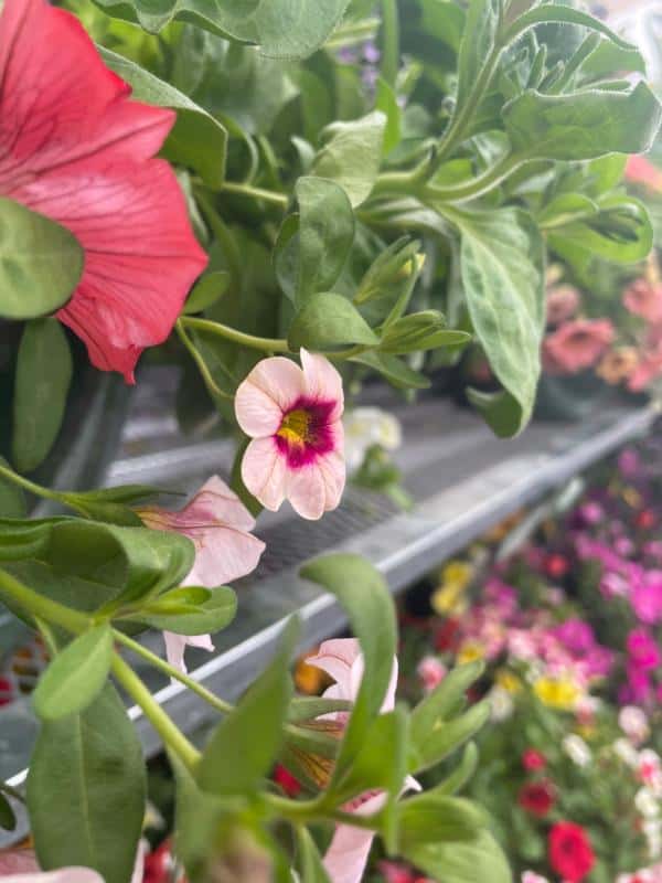 Flowers at Owenhouse Ace Garden Center