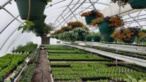 Inside of special k ranch greenhouse in montana