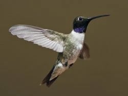 Black-Chinned Hummingbird in Montana
