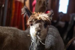 cute alpaca with hay in its mouth from alpacas of montana