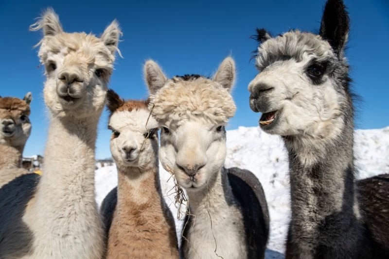four friendly alpacas from alpacas of montana four friendly alpacas from alpacas of montana