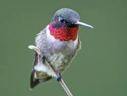Ruby-Throated Hummingbird in Montana