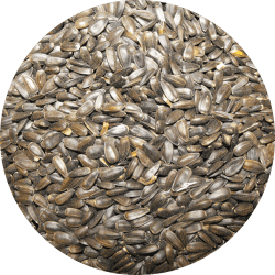 Seed-Circle-Black-Oil-Sunflower