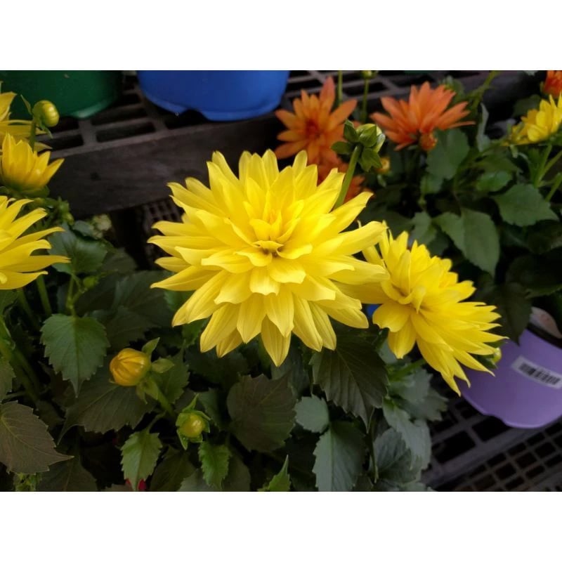 Dahlia flower start in yellow at bozeman montana's owenhouse ace