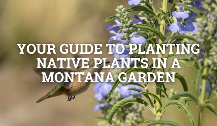 Header _ Native Plants
