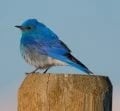 Mountain Bluebird