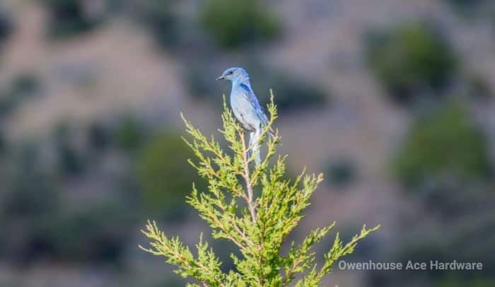 Mountain Bluebird Bozeman Montana