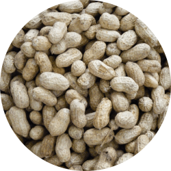 Seed-Circle-Peanuts