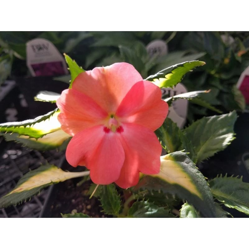 Impatient Flower plan start at owenhouse ace bozeman montana