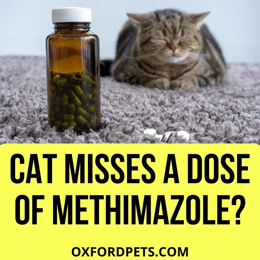gabapentin cat not eating