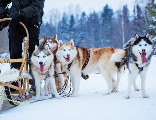 Husky sled dogs in winter on snow day