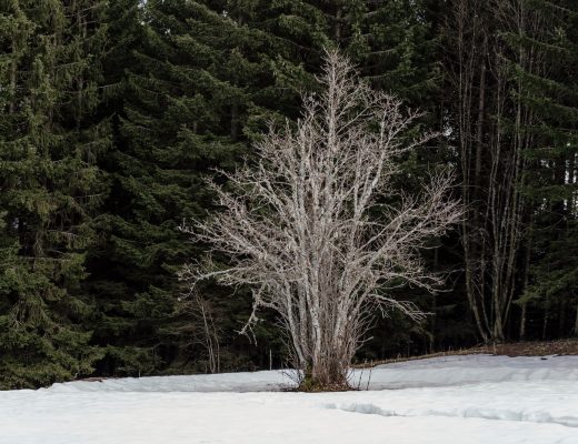 a lone tree in the middle of a snow covered field
