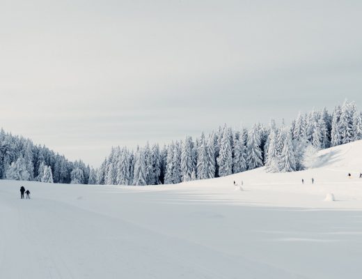snow covered field and trees during daytime