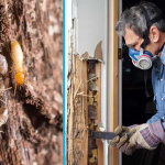 1.2.1 Termites img-11