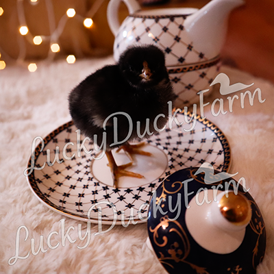Dominique Chick Standing in Teacup – Printable Photo Art Download