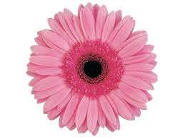 imagesOHIZVONM montenegro-flowers