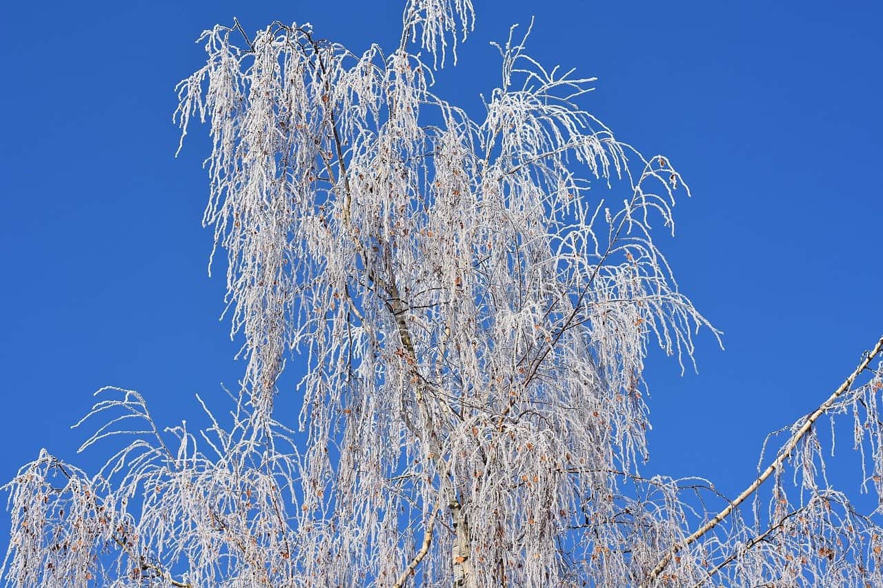 Frostschutzmittel – Heiße Tipps für kalte Tage Blauer Himmel Baum Winter Frost Raureif Natur