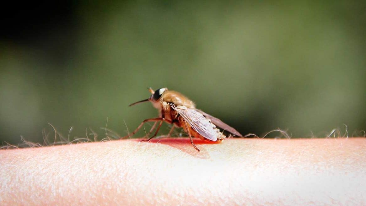 Erste durch Mücken übertragene West-Nil-Virus-Erkrankung beim Menschen in Deutschland img-2