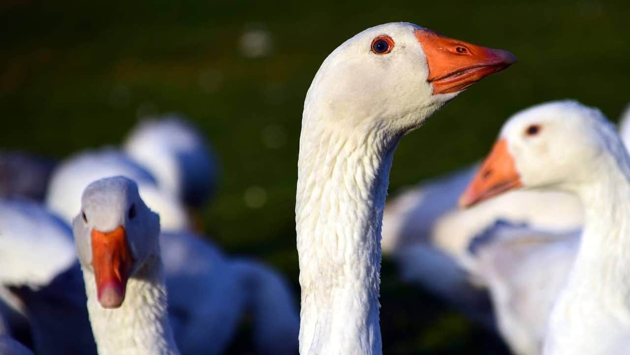 Ich geh mit meiner Laterne und meine Laterne mit mir img-11